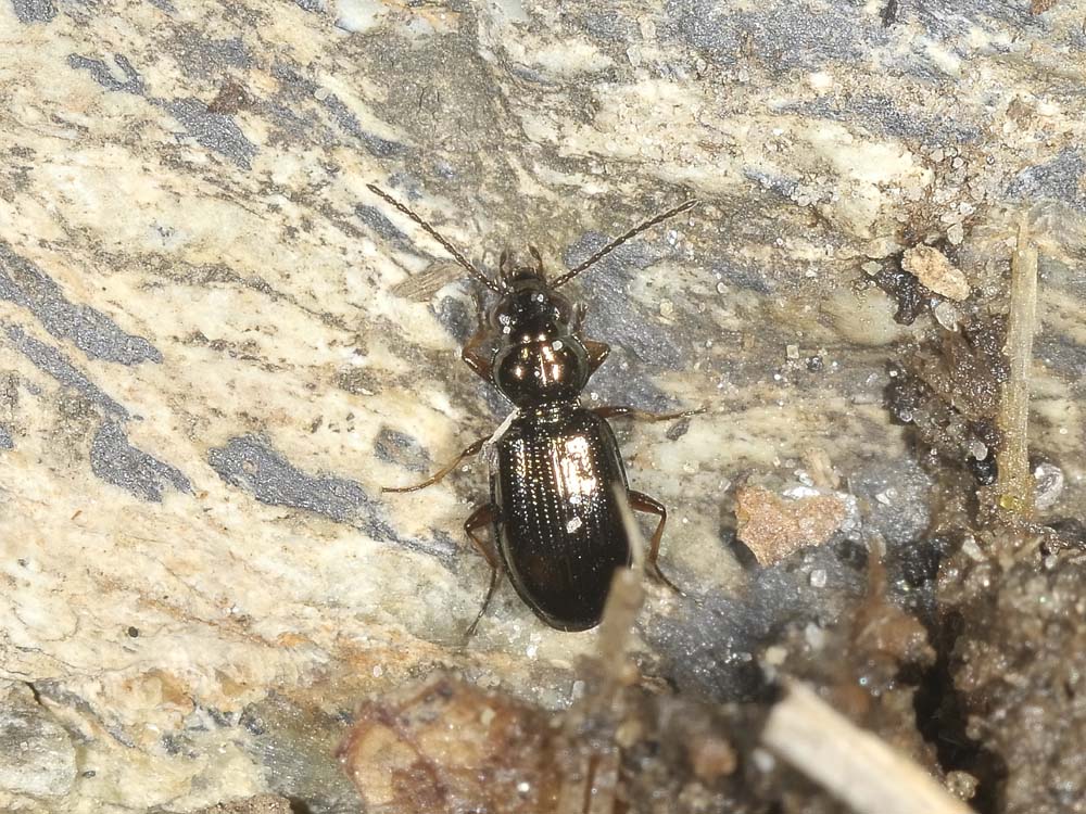 Bembidion lampros? (Carabidae)